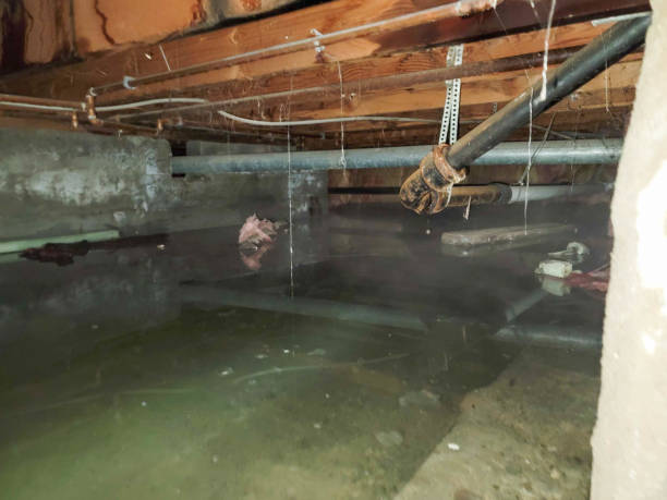 Best Mold removal after water damage  in Gallitzin, PA
